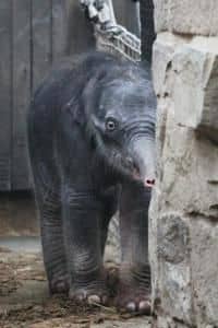 Aktuální informace o stavu mláděte slona indického