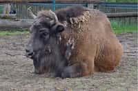 Zubří samice Karla z táborské zoo najde nový domov v Maďarsku