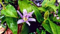 Hototogisu – hadí květ