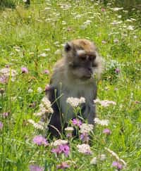 Zvědavý makak