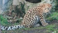 Soutěž - samička levharta mandžuského hledá jméno
