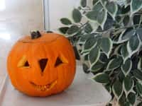 Halloweenská tradice – vydlabaná dýně