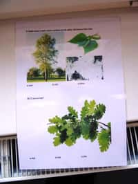 Den stromů proběhl i ve školní družině