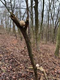 I zvířátka v lese mají Vánoce