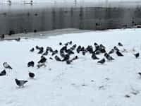 Ptačí hodinka je v cíli