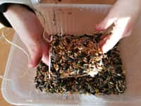 Život ptáků v zimě