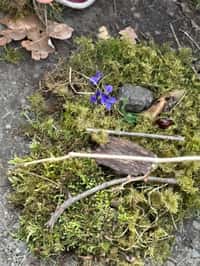 Mezinárodní den lesů