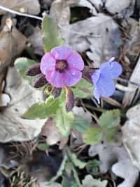 Družina hledá jaro