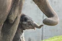 I slůňata stůňou – zapojte se spolu se Zoo Ostrava do výzkumu sloních nemocí!