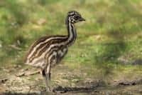 Jarní mláďata v zoo: emu hnědý