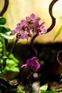 V zoo kvetou orchideje
