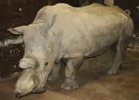 Nový nosorožec v ústecké zoo