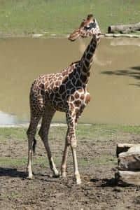 Tabita je nejkrásnější žirafou Česka a Slovenska