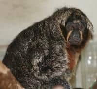 Nový obyvatel ústecké zoo
