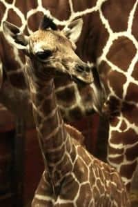 Žirafák Toník je po roce opět otcem