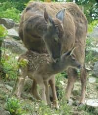 Jelení babyboom v ústecké zoo