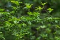 Citronečník – otužilý příbuzný citrusů
