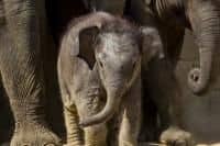 Lékaři městské nemocnice podpořili výzkum sloních nemocí