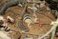 Chip a Dale v Zoo Brno