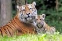 Mláďata tygrů ussurijských jsou už vidět!