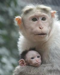Mládě makaka kápového