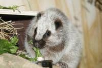 Nový druh v ústecké zoo – velemyš obláčková
