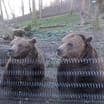Medvědí bráškové z večerníčků slavili 16. narozeniny