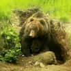 Kamčatské medvídě už vykukuje z brlohu