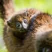 Přírůstky u lemurů červenobřichých