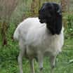 ZOO Tábor se rozrostla o exotické druhy ovcí, z Vyškova jich přicestovalo hned devět