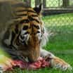 Mezinárodní den Tygrů v ZOO Tábor oslavily stovky lidí