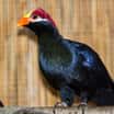 Nový ptačí druh v Pavilonu evoluce: banánovec fialový