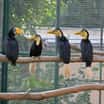 Ústecká zoo – významný chovatel zoborožců vrásčitých
