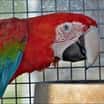 ZOO Tábor se rozrostla o dva vzácné papoušky ary zelenokřídlé