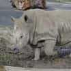 Nejstarší nosorožec tuponosý žije v Ústí nad Labem