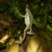 Vodní žába v Pavilonu evoluce