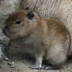 Novým přírůstkem v brněnské zoo je mládě kapybary