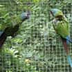 Vzácní papoušci arové horští odchovali tři mláďata