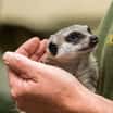 Nejčastěji adoptovaným zvířetem v brněnské zoo je surikata