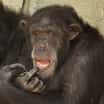 Brněnská zoo zahájila stavbu nového výběhu pro šimpanze
