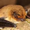 Záchranná stanice v Jinačovicích se připravuje na netopýry a ježky