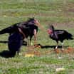 Ostravští ibisi už létají v přírodě