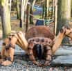 Stane se i obří pavouk v Zoo Ostrava Dřevěnou stavbou roku?