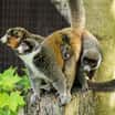 Vzácní lemuři mongoz v Zoo Ostrava mají druhé mládě