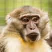 Nový druh primáta – vzácný mangabej žlutobřichý