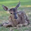 Zvířecí osazenstvo ZOO Tábor se neustále rozrůstá, narodilo se hned sedm koloušků jelena evropského