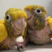 Mláďata vzácných papoušků – guaroub zlatých