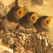 Biodiverzita v zoo – trocha ptačí statistiky