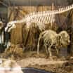 Malby obřích savců a expozice afrotherií