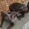 Výměnou za Kometu získala zoo vzácné lachtany medvědí